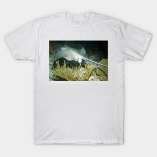Stingray on a Night Dive T-Shirt
